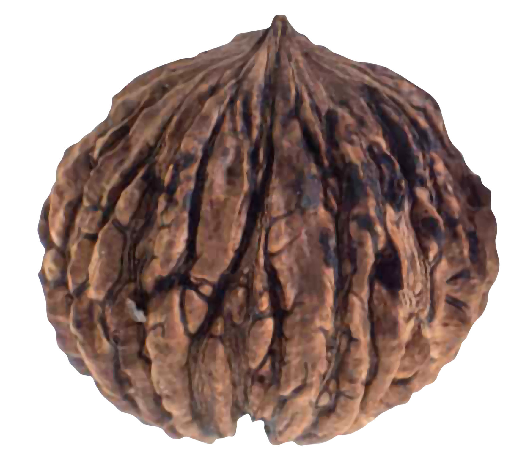 Cereza de café orgánico